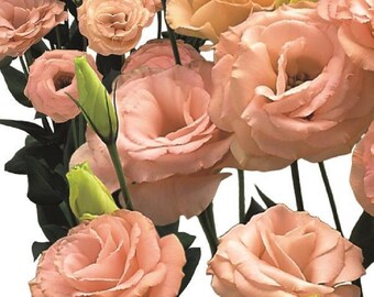 25 Pelleted Cut Flower Seeds Lisianthus Seeds Arena 3 Apricot Garden Flowers, Flower Seeds