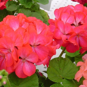 Flower Seeds 15 Geranium Seeds Apache Rose Bicolor