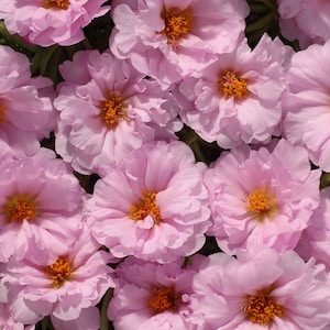 Portulaca Seeds Portulaca Extra Light Pink 50 Multi pelleted Seeds Perennial