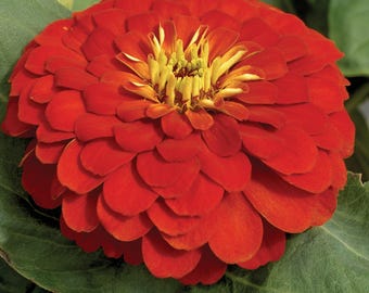 25 Zinnia Seeds Zinnia Magellan Scarlet Zinnias Flower Seeds Plant Seeds