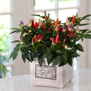 25 Ornamental Pepper Seeds Ornamental Acapulco Multicolor Plant Seeds, Rare Seeds