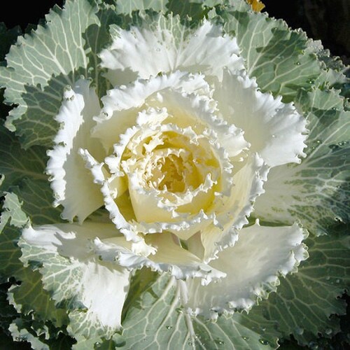 Flowering Cabbage Seeds 50 Osaka Mix Flowering Kale Seeds Etsy