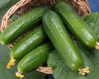 100 Cucumber Seeds Beit Alpha GARDEN SEEDS Vegetable Seeds