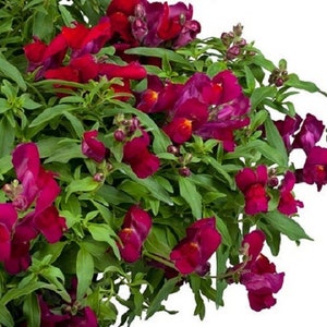BIN#2R9D3 Snapdragon Seeds 100 Multi Pelleted Snapdragon Candy Showers Deep Purple Bulk Seeds Trailing Snapdragon