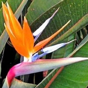 BIN1D#1R8D2 Bird Of Paradise Seeds Strelitzia Reginae 15 Seeds