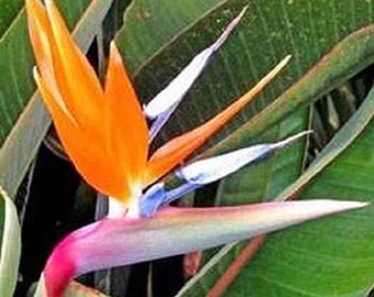 BIN1D#1R8D2 Bird Of Paradise Seeds Strelitzia Reginae 15 Seeds