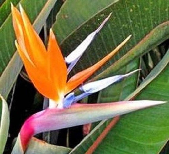 Bird Of Paradise Seeds Strelitzia Reginae 15 Seeds Etsy