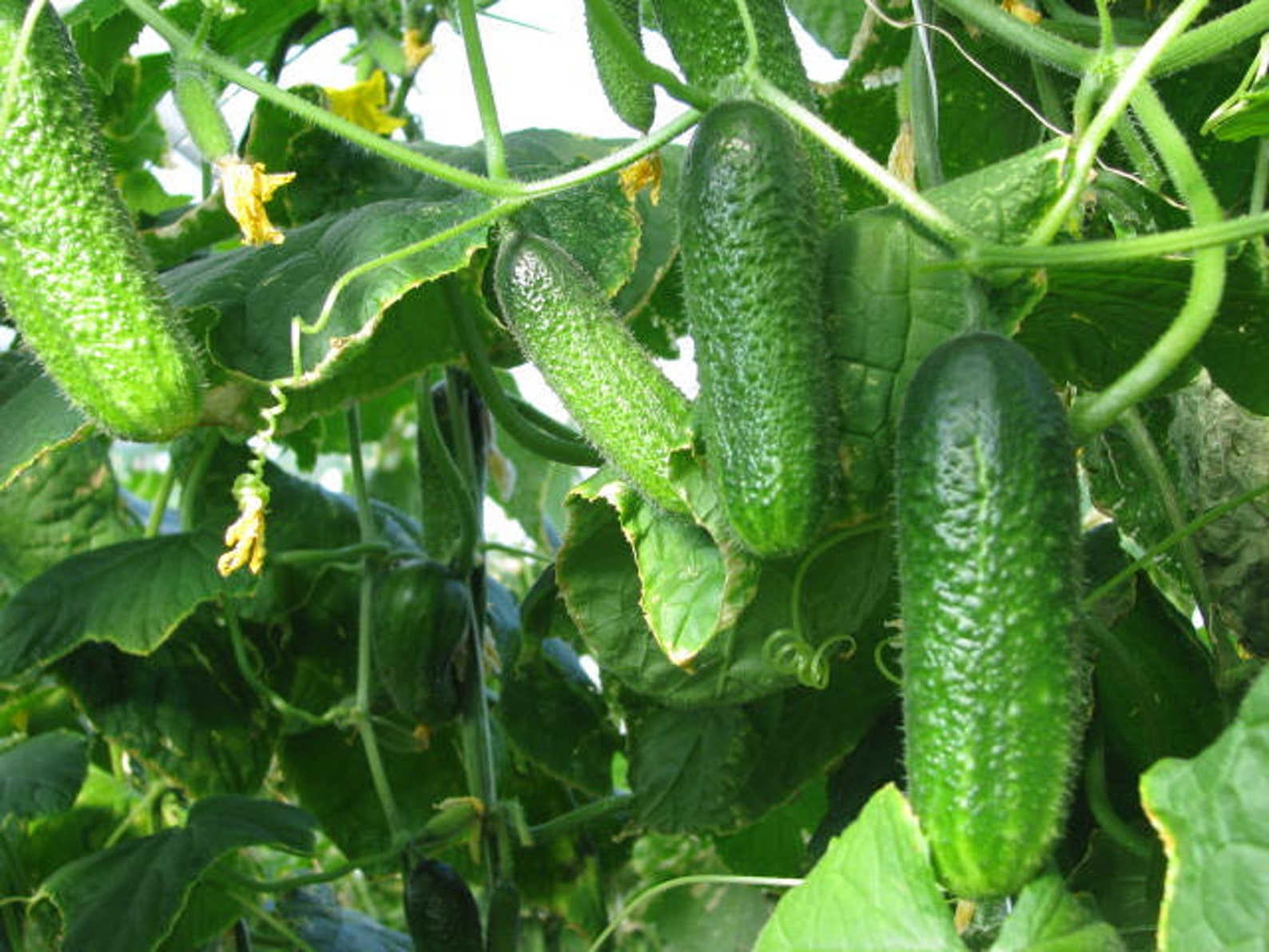 MPB9 Cucumber Seeds Cool Breeze F1 Hybrid 25 Thru 250 Seeds Etsy