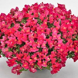 BIN#2R9D3 Snapdragon Seeds 100 Multi Pelleted Snapdragon Candy Showers Rose Bulk Seeds Trailing Snapdragon
