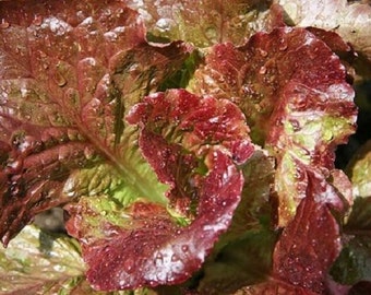 3,000 Prizehead Leaf Lettuce Seeds Salads