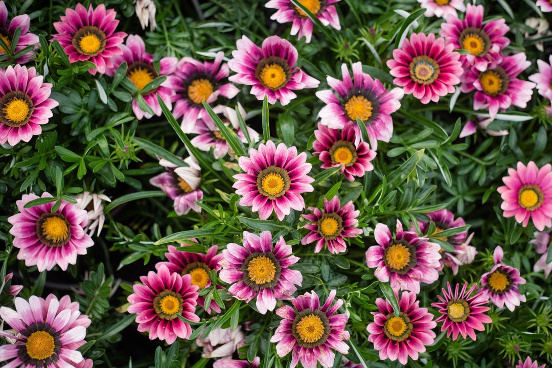 【SJ18762】SEED / Shiny Day MPB#12 Gazania Seeds New Day Bronze Shades Gazania Linearis