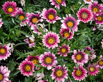 MPB#12 Gazania Seeds New Day Pink Shades Gazania Linearis 15 thru 200 Seeds Treasure Flower Seeds