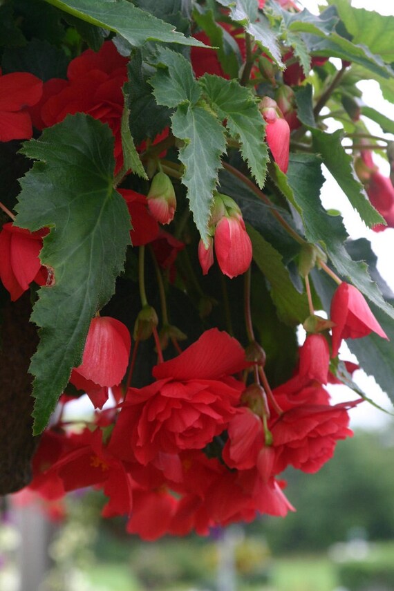 50 Begonia Seeds Illumination Rose Pelleted Seeds BULK SEEDS
