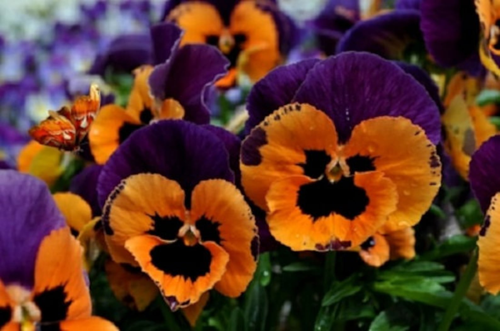 Pansy Seeds Joker Jolly Viola Seeds 25 Thru 500 Seeds Pansies Etsy