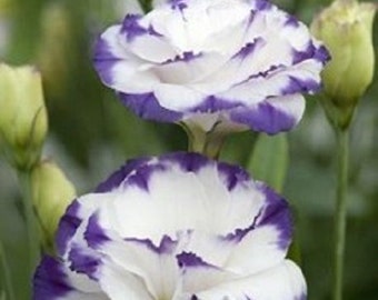 100 pezzi Eustoma Lisianthus Seeds Semi di fiori Bonsai Raro Perenne Hardy per giardino Balcone/Patio Inkeme Giardino
