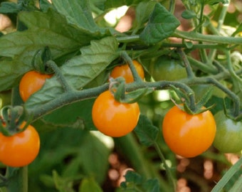 MPB#5 Sunsugar Tomato Seeds 25 thru 1,000 Sun Sugar Hybrid Tomato