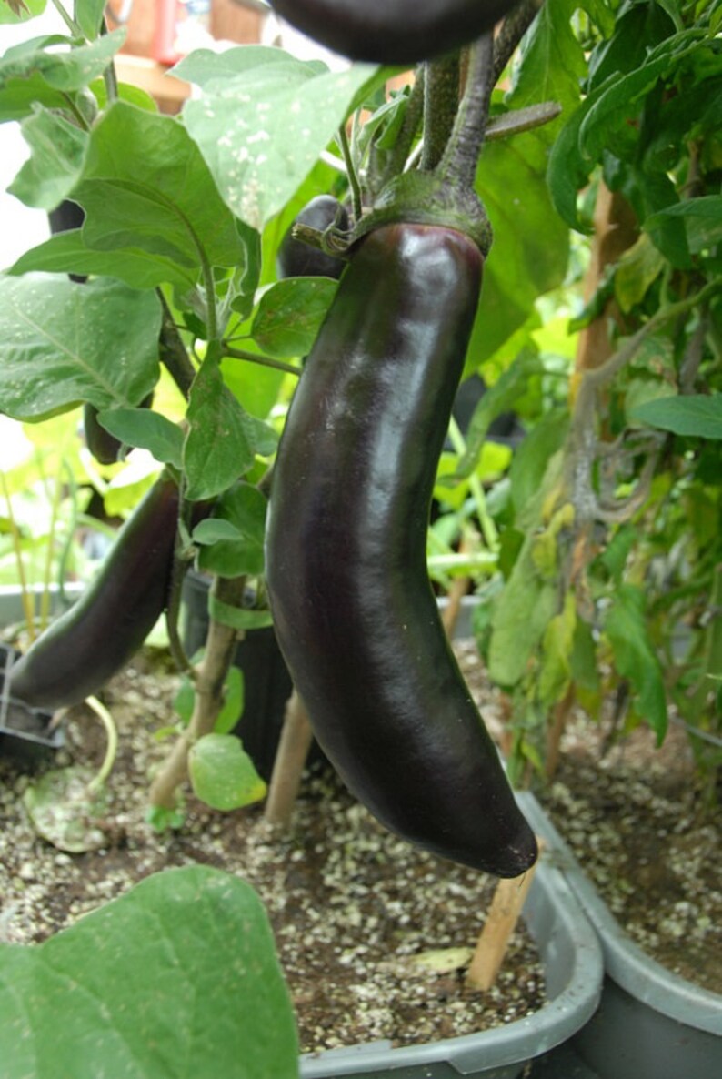 Eggplant Seeds Millionaire Purple 25 Thru 500 Seeds Etsy