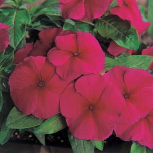 Vinca Seeds 50 Seeds Vinca Pacifica Xp Burgundy