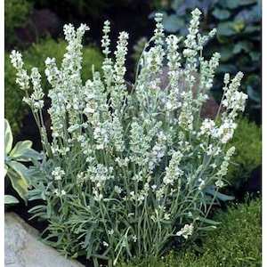 50 Seeds Lavandula Ellagance Snow White ( Perennial ) White Lavender