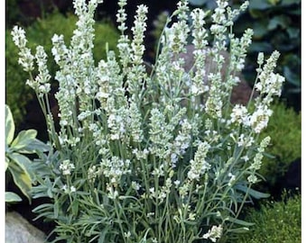 50 Seeds Lavandula Ellagance Snow White ( Perennial ) White Lavender