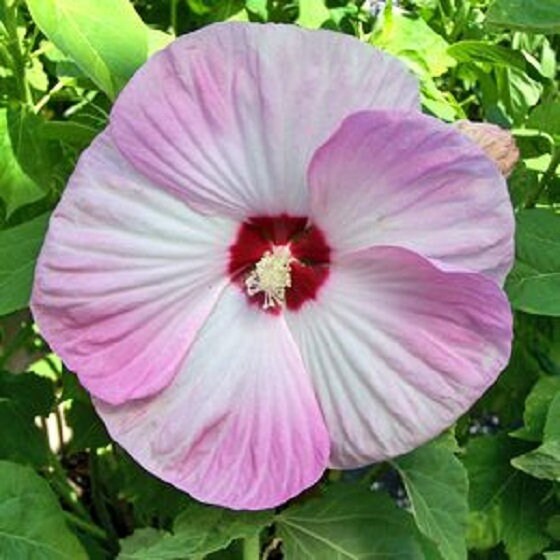 15 Hibiscus Seeds Luna Pink Swirl Hardy Hibiscus Perennial Seeds