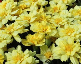 Marigold Seeds French Marigold Alumia Vanilla Cream 50 Seeds