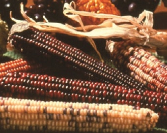 50 Seeds Indian Corn Ornamental Corn "This Is For Seeds" Corn Seeds
