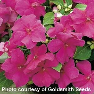 Flower Seeds 50 Impatiens Seeds Accent Violet Flowers, Garden Gift