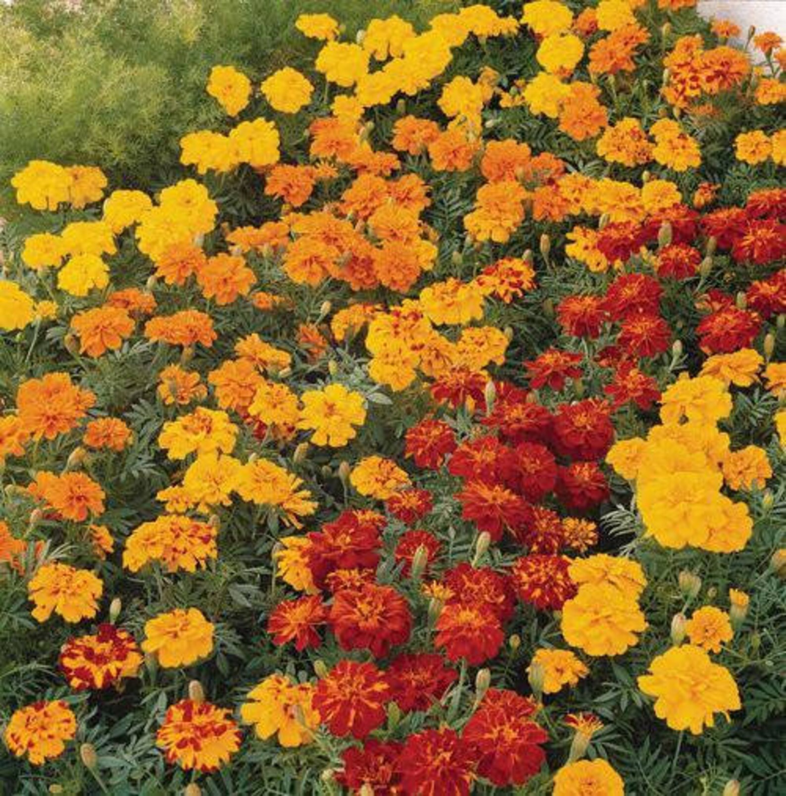 1000 Bulk Marigold Seeds Marigold Durango Mix Etsy