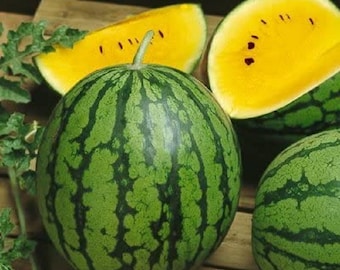 Watermelon Seeds 25 Seeds Watermelon Baby Doll F1 Diploid