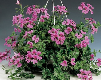 BIN#1R7D4 Film Coated Tornado Rose Geranium Seeds Trailing Geranium 15 Seeds