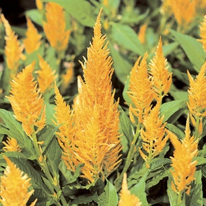Celosia Seeds 50 Seeds Celosia Castle Yellow Cocks Comb Seeds