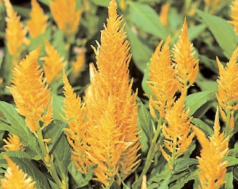 Celosia Seeds 50 Seeds Celosia Castle Yellow Cocks Comb Seeds