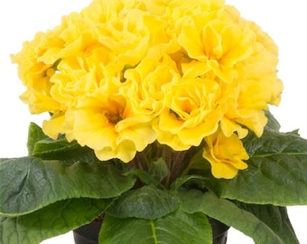 Primula Acaulis Paradiso Double Yellow 25 Primrose Seeds