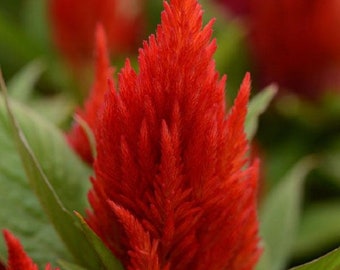 Celosia Seeds First Flame Scarlet 50 Pelleted Seeds