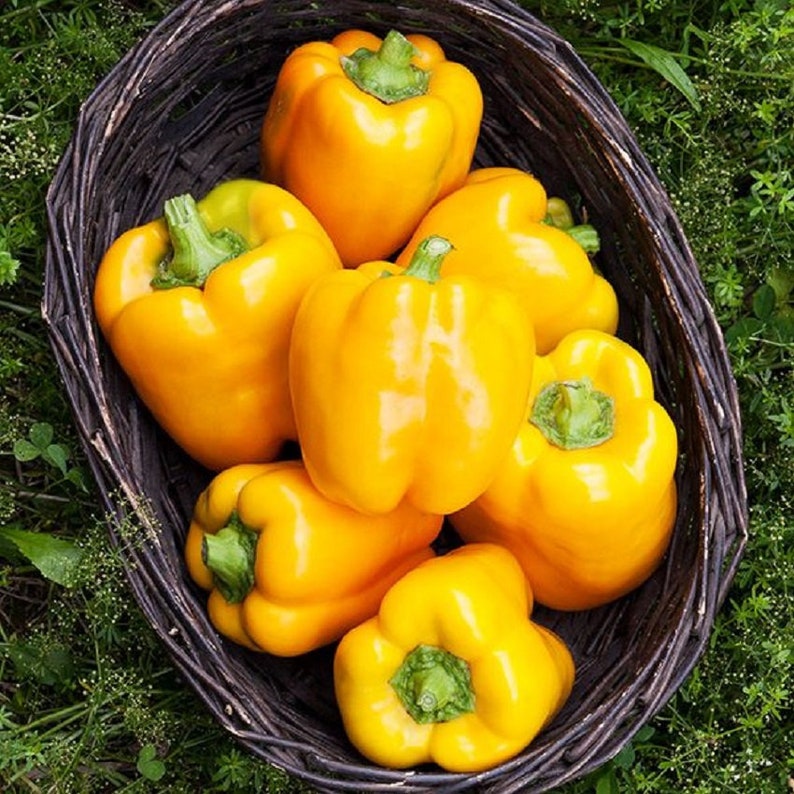 Pepper Seeds Golden California Wonder 25 Thru 500 Seeds Sweet Pepper