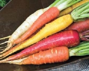 1000 Carrots Seeds Rainbow Blend Garden Seeds Rainbow Carrots