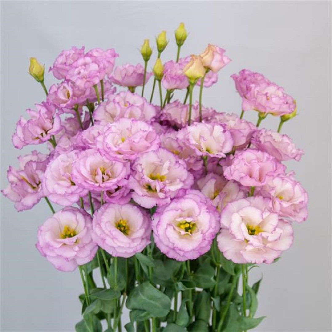 Lisianthus Seeds Lisianthus Arosa 3 Lilac 25 Flower Seeds Etsy