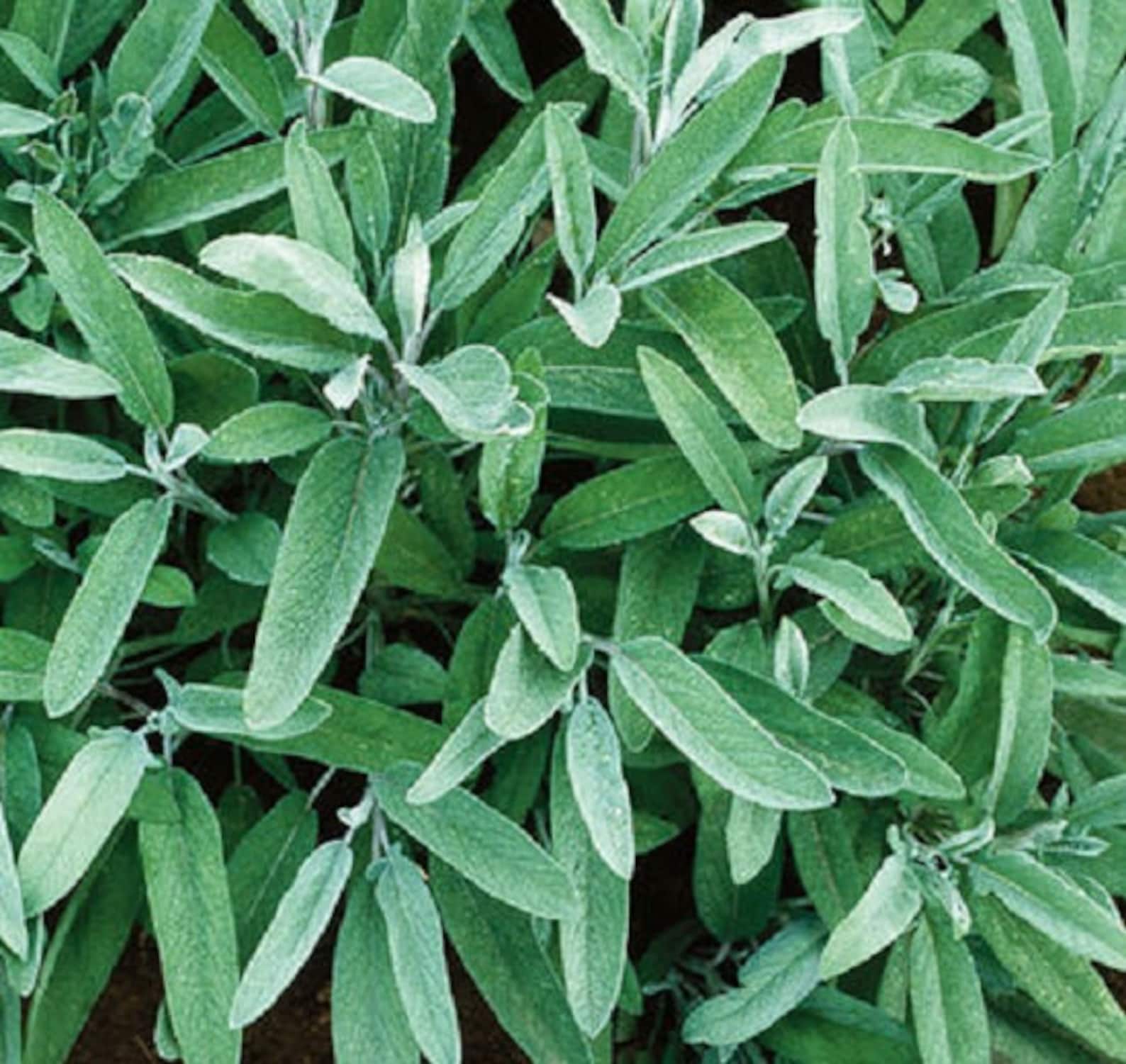 Broad Leaf Sage Seeds Herb Seeds 50 thru 500 Seeds Etsy
