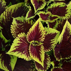 15 Pelleted Coleus Seeds Kong Scarlet Giant Coleus Garden Seeds, Plant Seeds, Shade Plant