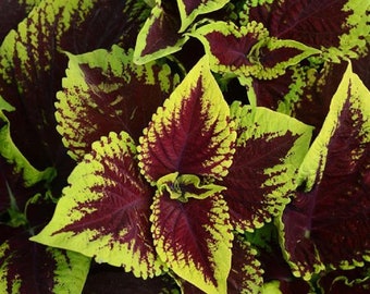 15 Pelleted Seeds Coleus Kong Scarlet Giant Coleus Seeds