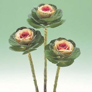 50 Flowering Kale Seeds Flowering Kale Crane Bicolor Ornamental Kale Seeds