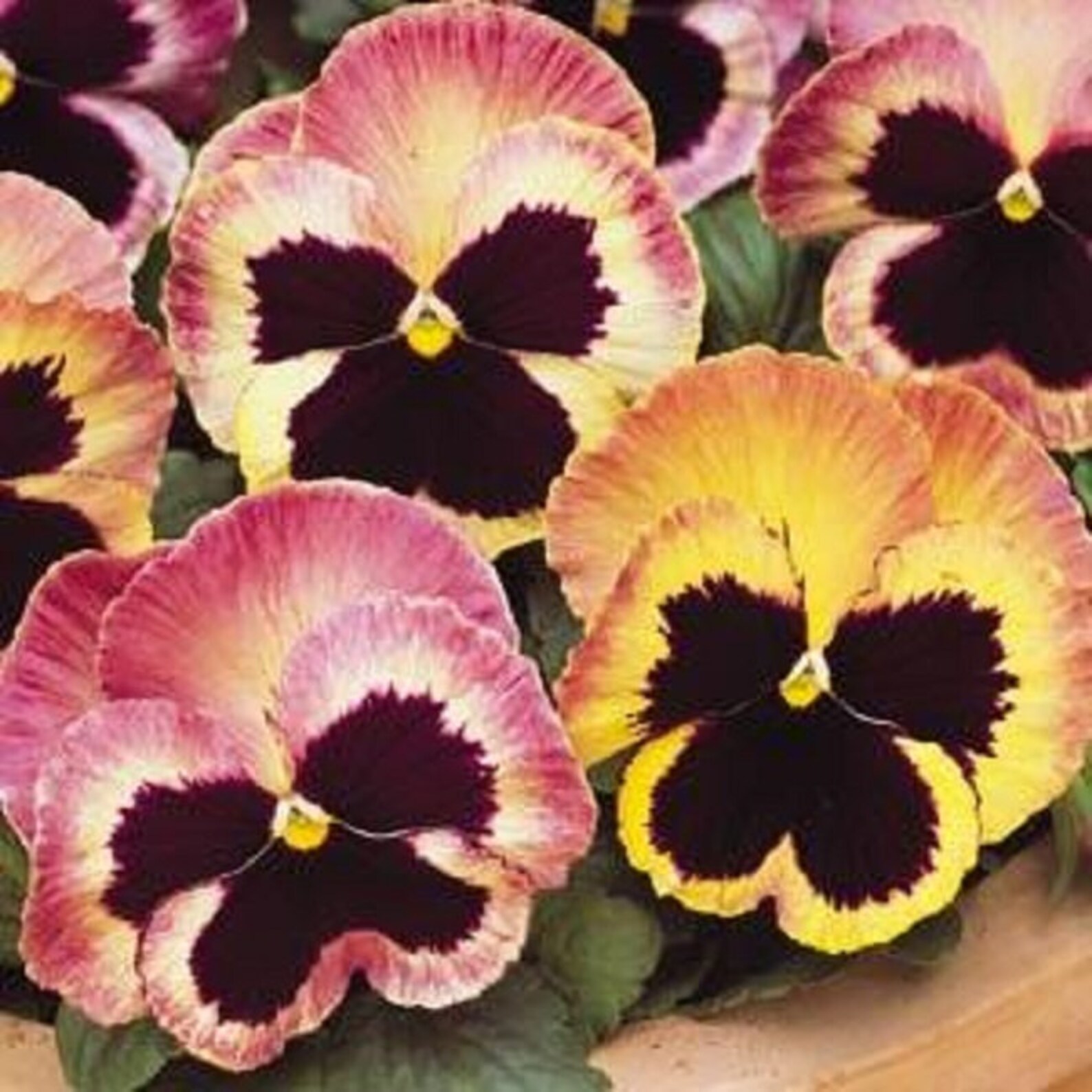 Pansy Seeds Pansy Matrix Sunrise 25 Seeds Extra Large Flowers Etsy