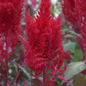 25 Pelleted Celosia Seeds Celosia Sunday™ Red Flower Seeds