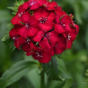50 Pelleted Dianthus Seeds Dianthus Sweet Cherry