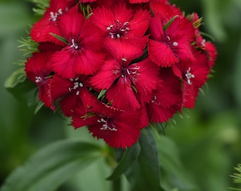 50 Pelleted Dianthus Seeds Dianthus Sweet Cherry