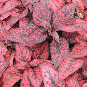 Plant Seeds 50 Hypoestes Seeds Hypoestes Confetti Red Seeds