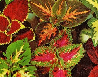 MPB#1 Coleus Seeds 50 Seeds Superfine Rainbow Master Blend Mix Flower Seeds