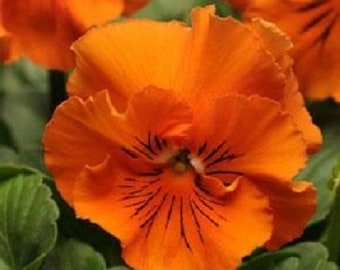 MPB#3 Pansy Seeds Frizzle Sizzle Orange 25 Thru 500 Seeds you pick