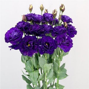 Floral Lisianthus Seeds Megalo Violet 25 Pelleted Seeds Cut Flower Seeds